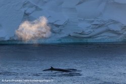 Petit rorqual / Antarctic Minke Whale