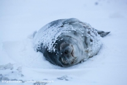 Phoque de Weddell / Weddell Seal