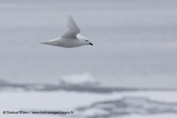 Petrel des neiges / Snow Petrel