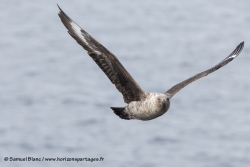 Labbe de McCormick / South Polar Skua