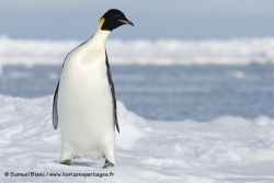 Manchot empereur / Emperor Penguin