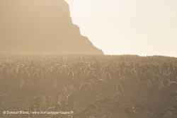 Franklin Island et manchots Adélie / Adélie Penguins at Franklin Island