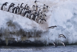 Manchots Adélie / Adélie Penguins