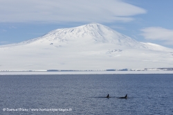 Orque et Mont Erebus / Killer Whales and Mount Erebus