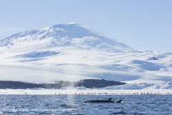 Petit Rorqual / Antarctic Minke Whale