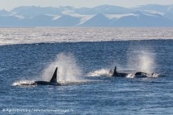 Orques / Killer whales