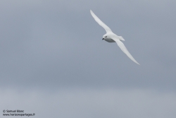 Pétrel des neiges