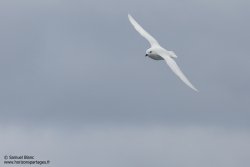 Pétrel des neiges Pétrel des neiges
