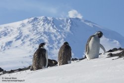 Manchots empereurs et mont Erebus Manchots empereurs et mont Erebus