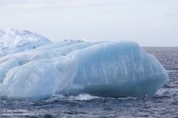 Iceberg et manchots Adélie