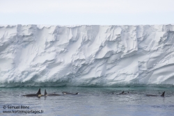 Ice-shelf de Ross et orques / Ross Ice Shelf and orcas