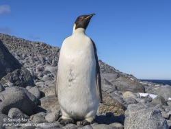 Manchot empereur / Empereur penguin