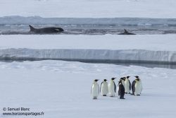 Manchots empereurs et orques / Emperor penguins and orcas