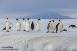 Manchots empereurs / Emperor penguins