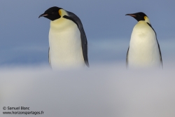 Manchots empereurs / Emperor penguins