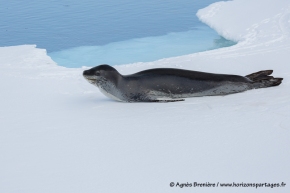 Léopard de mer / Leopard seal