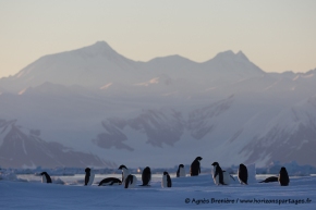 Manchots Adélie / Adélie penguins