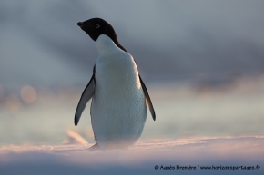 Manchots Adélie / Adélie penguin