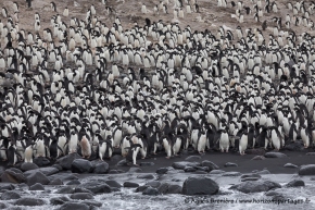 Manchots Adélie / Adélie penguins