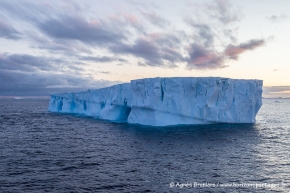 Iceberg