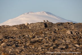 Mont Melbourne et coule de labbes de McCormick / Mount Melbourne and a pair of South polar skua