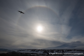 Parhélie et labbe de McCormick / Sun dog and South polar skua