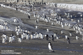 Colonie de manchots Adélie / Adélie penguins colony