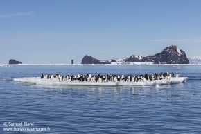 Manchots Adélie / Adélie penguins