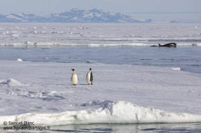 Manchots empreurs et orque / Emperor penguins and orca