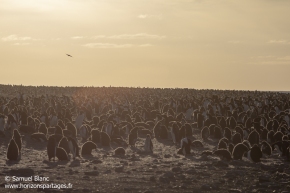 Colonie de manchots Adélie / Adélie penguins colony