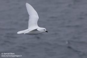 Pétrel des neiges / Snow petrel