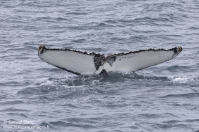 Baleine à bosse / Humpback whale