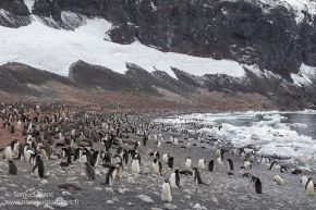 Manchots Adélie / Adélie penguins