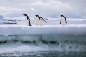 Manchots Adélie / Adélie penguins