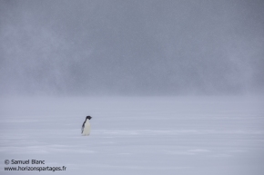 Manchot Adélie / Adélie penguin