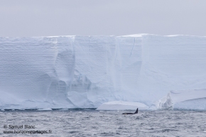 Orque devant l'ice-shelf de Ross / Orca in front of the Ross Ice-shelf