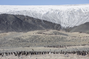 Manchots Adélie / Adélie penguins