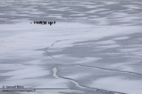 Manchots Adélie sur la banquise / Adélie penguins on sea ice