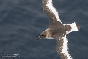 Pétrel antarctique / Petrel antarctic