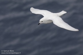 Pétrel des neiges / Snow Petrel