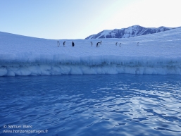 Manchots Adélie sur un glacier / Adélie penguins on a glacier