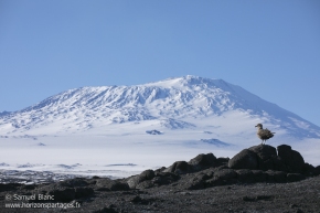 Mont Erebus et labbe de McCormick / Mount Erebus and South Polar Skua