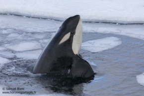 Orque épaulard / Orca