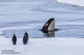 Orque épaulard et manchots empereurs / Orca and Emperor penguins