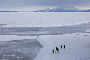 Manchots empereurs / Emperor penguins