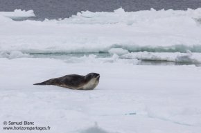 Phoque de Ross / Ross Seal
