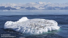 Manchot Adélie sur un iceberg / Adélie Penguins on an iceberg
