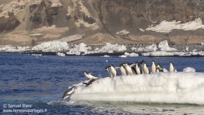 Manchots Adélie / Adélie Penguins