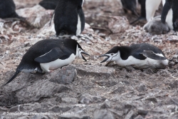 Manchot à jugulaire / Chinstrap Penguin