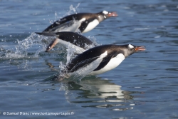 Manchot papou / Gentoo Penguin